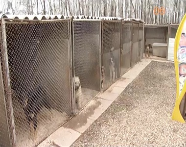 Felk�sz�lt a t�lre a gencsap�ti kutyaparadicsom