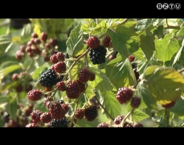 A Kőszeg-hegyalján már javában érik a szeder A Kőszeg-hegyalján már javában érik a szeder
