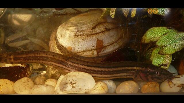 A rticsk lett az v hala