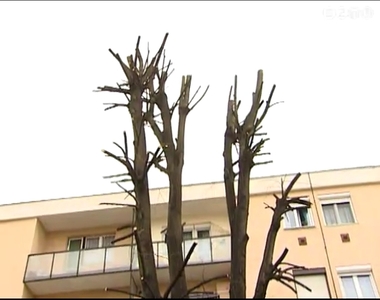 Túlmetszett fák miatt panaszkodnak a lakók Túlmetszett fák miatt panaszkodnak a lakók