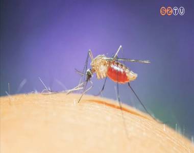 Felmrik a tigrissznyog populcit Magyarorszgon