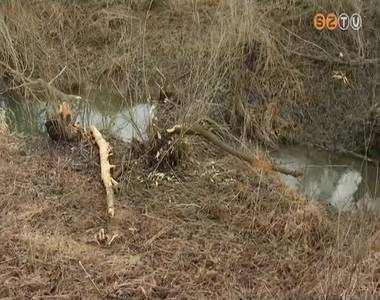 Egyre több helyen okoznak vízügyi problémát a hódok Egyre több helyen okoznak vízügyi problémát a hódok
