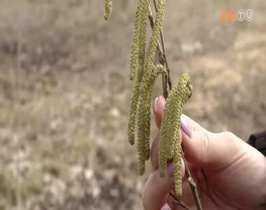 M�r vir�gzik t�bb allerg�n n�v�ny