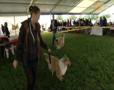 16. CACIB Nemzetközi Kutyakiállítás 16. CACIB Nemzetközi Kutyakiállítás