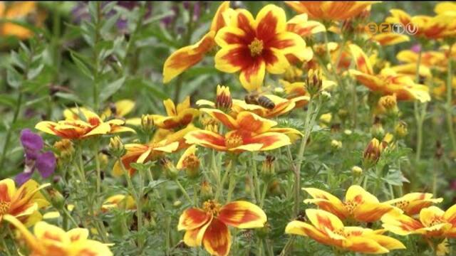 Kevesebb egynyri nvnyt ltetnek ki Szombathely kzterletein