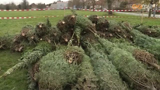 Br tbb ht van karcsonyig, mgis megkezddtt mr a fenyvsr