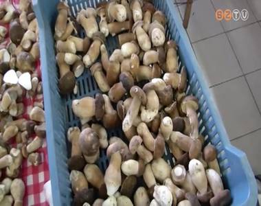 Megjelent a vargánya a vasi erdőkben és így a szombathelyi vásárcsarnokban is Megjelent a vargánya a vasi erdőkben és így a szombathelyi vásárcsarnokban is