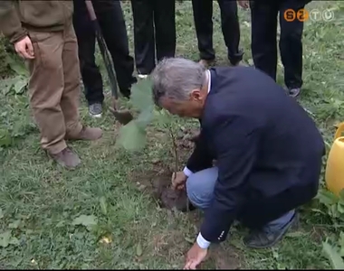 Különleges smaragdfákat ültettek Szombathelyen Különleges smaragdfákat ültettek Szombathelyen