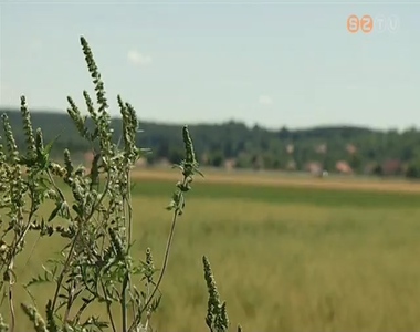 Hamarosan vir�gzik a parlagf�