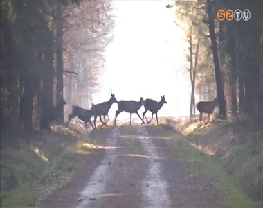 Cs�kken� vad�llom�ny