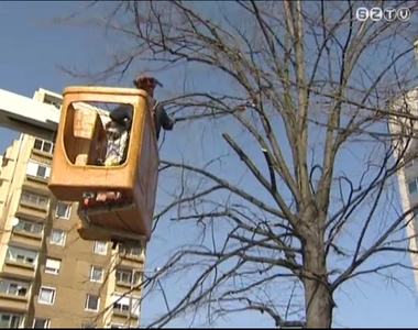 A koros, nagyméretű fákat metszik két napon át az oladi lakótelepen A koros, nagyméretű fákat metszik két napon át az oladi lakótelepen
