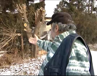 Gallyazás miatt felháborodott lakók Gallyazás miatt felháborodott lakók