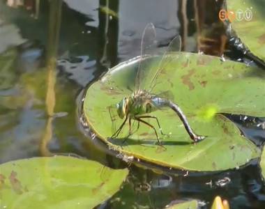 Az év rovara ezúttal az óriás szitakötő Az év rovara ezúttal az óriás szitakötő