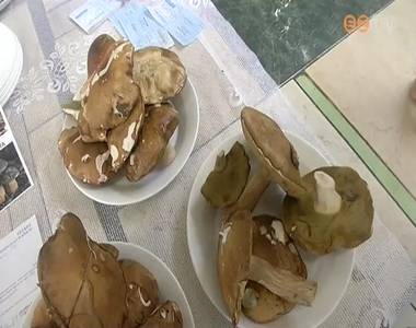 A kedvező időjárás ellenére kevés a gomba A kedvező időjárás ellenére kevés a gomba