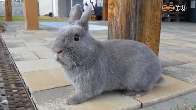 Id�n m�g a nyuszikra is hat�ssal van a koronav�rus