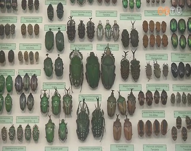 Rovarki�ll�t�s ny�lt a Savaria M�zeumban