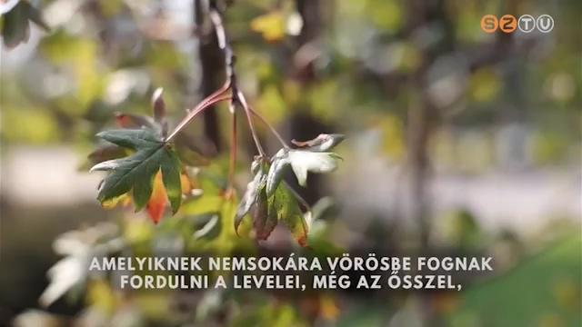 Faültetés a gyermekek világnapján Faültetés a gyermekek világnapján
