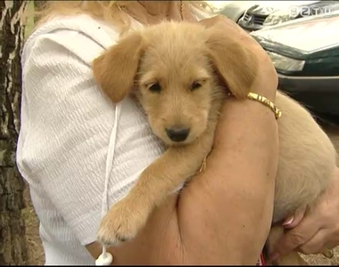 Egyre kevesebben fogadnak �r�kbe kuty�t