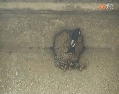 Vigyázz a madárra! Vigyázz a madárra!