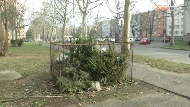 Janu�r 31-ig gy�jtik be a kidobott kar�csonyf�kat