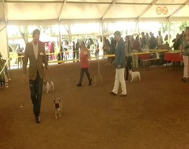 18. nemzetk�zi kutyaki�ll�t�s Szombathelyen