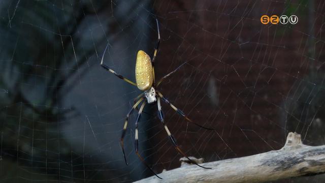 Aranyhálós keresztes - ritka pókokat tenyészt a szombathelyi zoológus Aranyhálós keresztes - ritka pókokat tenyészt a szombathelyi zoológus