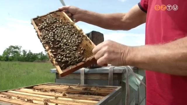 Idén kevesebb az akácméz Idén kevesebb az akácméz