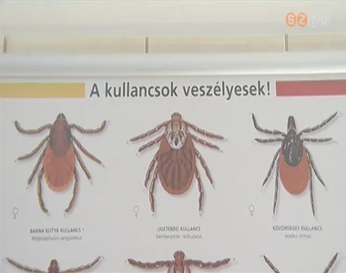 T�zszer annyi lehet a kullancs id�n, mint tavaly volt