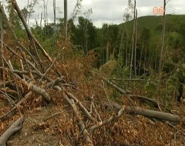 Hatalmas k�rokat okozott Yvette az erd�kben