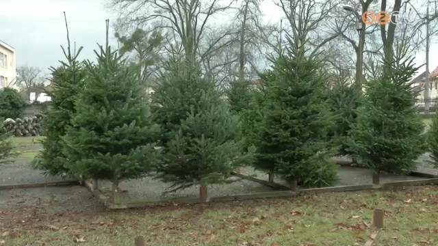 M�r megjelentek a v�rosban a feny��rusok