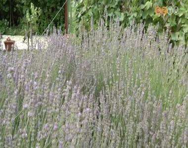 A j�nius �s a j�lius a levendul�r�l sz�l