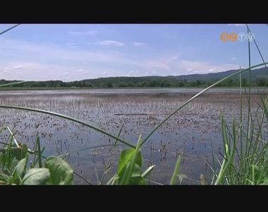 Halakkal k�zdenek a v�zin�v�nyek ellen Vas megy�ben