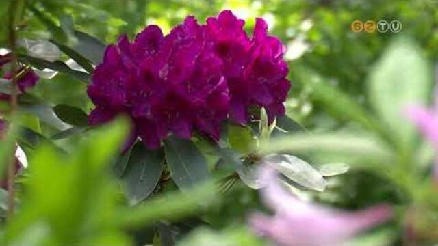 Virágba borultak a rhododendron bokrok a Kámoni Arborétumban Virágba borultak a rhododendron bokrok a Kámoni Arborétumban