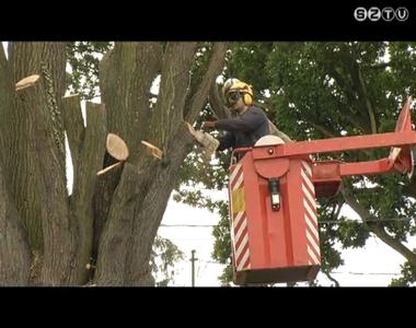 A megye belter�leti k�z�tjai ment�n tal�lhat� f�kat ellen�rzik